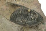 Dalejeproetus Trilobite - Lghaft, Morocco #210248-3